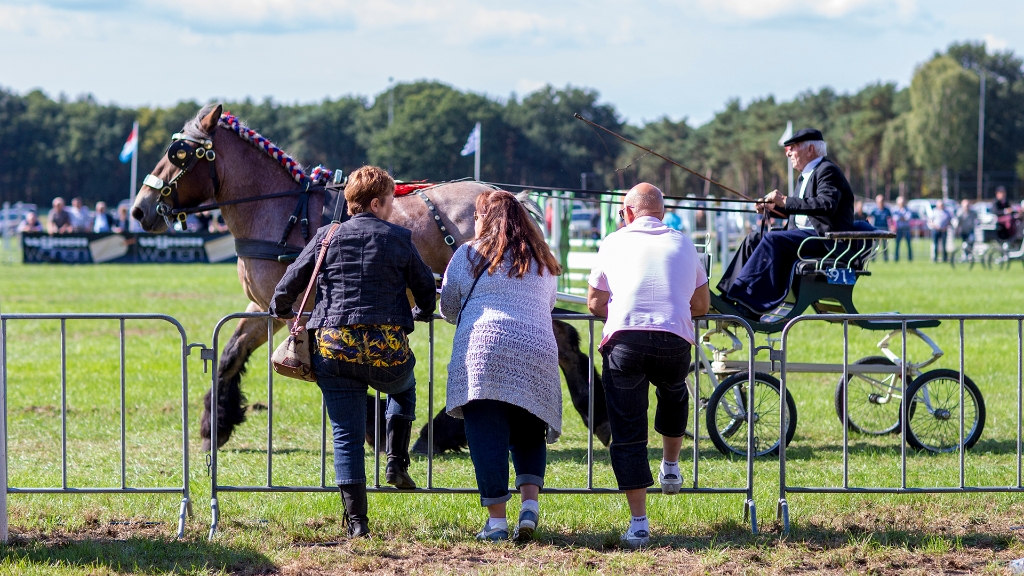 Lierop Fokpaardendag 2016 (124).jpg - Lierop Fokpaardendag 2016